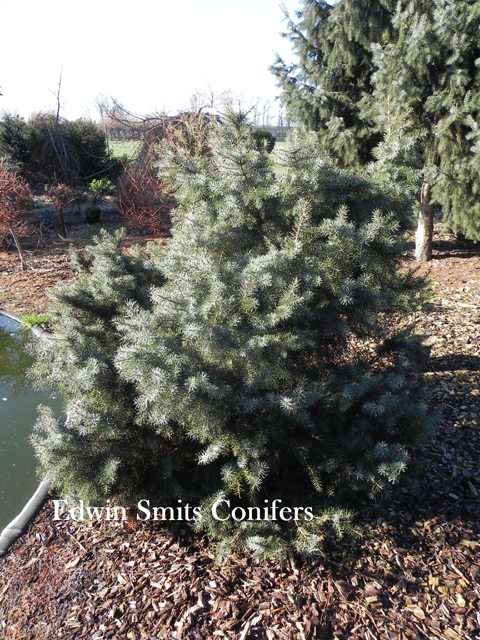 Picea breweriana 'Nana'